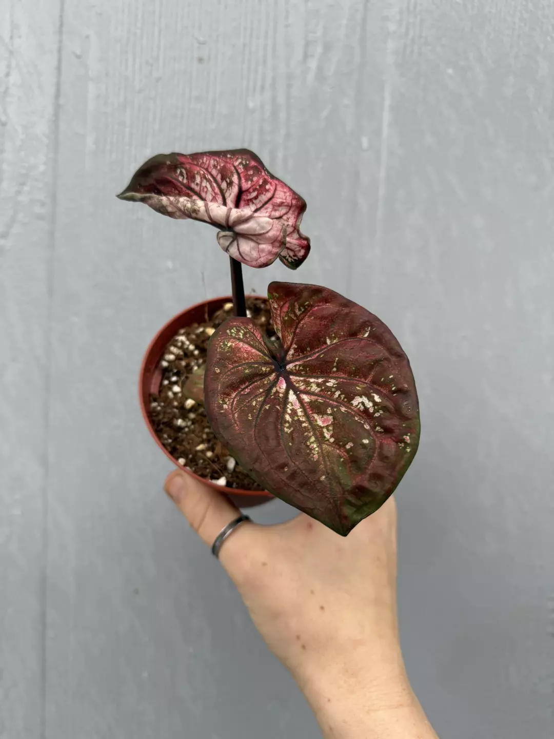 Thai Caladium Hybrid thumbnail