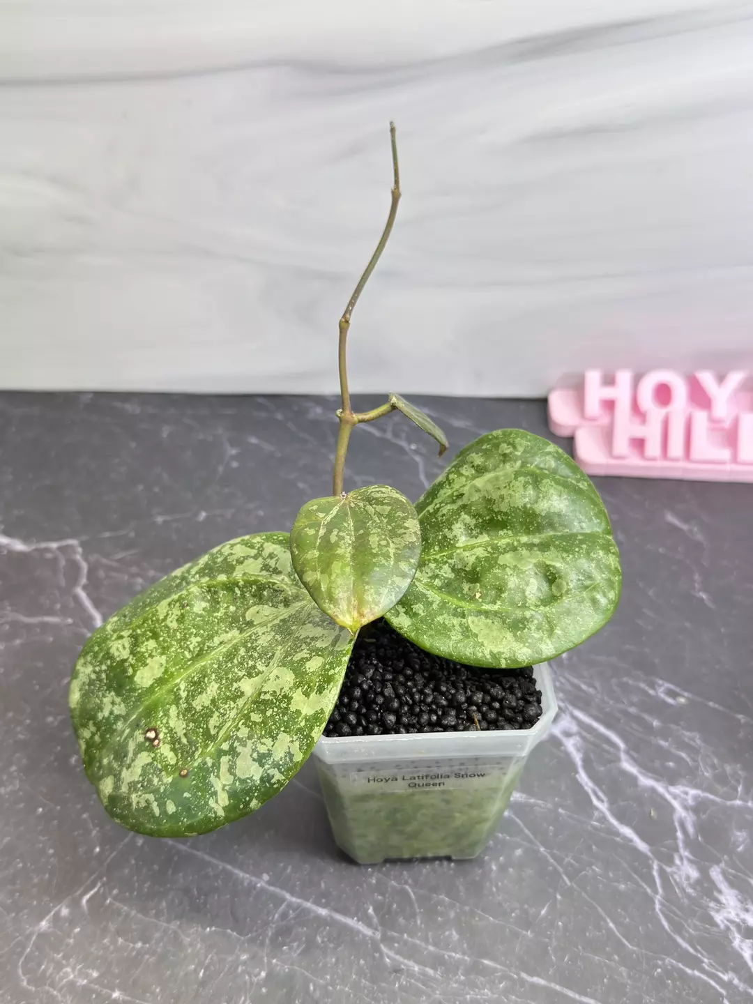 🪴Hoya Latifolia Snow Queen 
✨Newly rooted cutting with new growth  thumbnail
