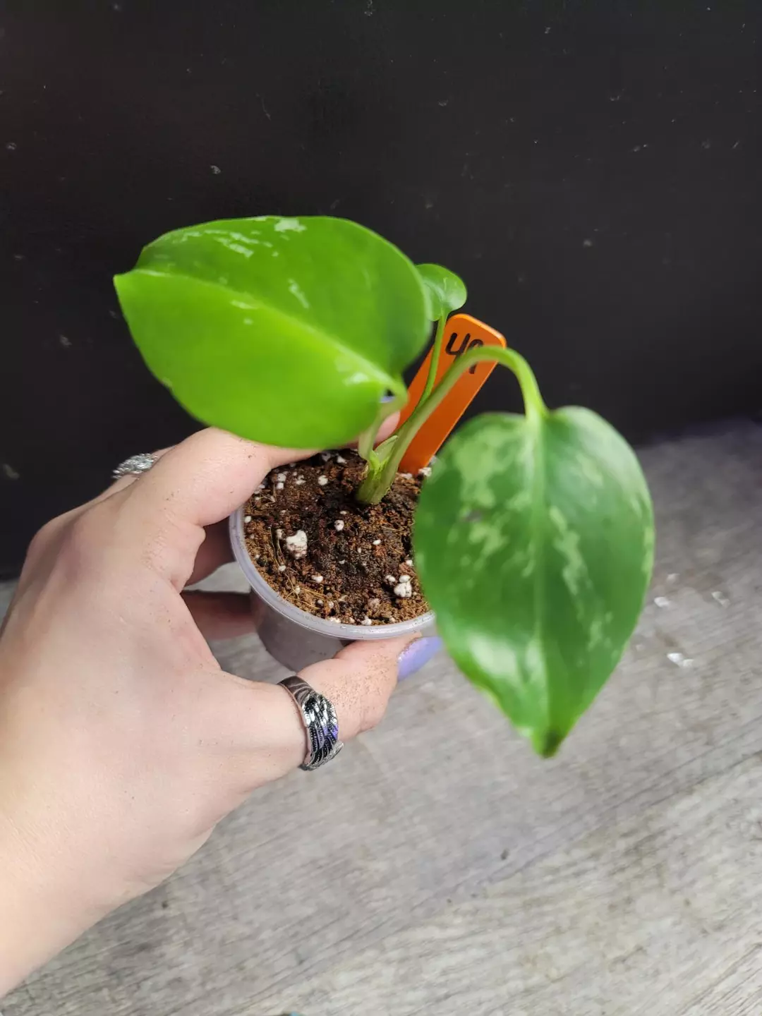 O49 Monstera Bulbasaur low color thumbnail