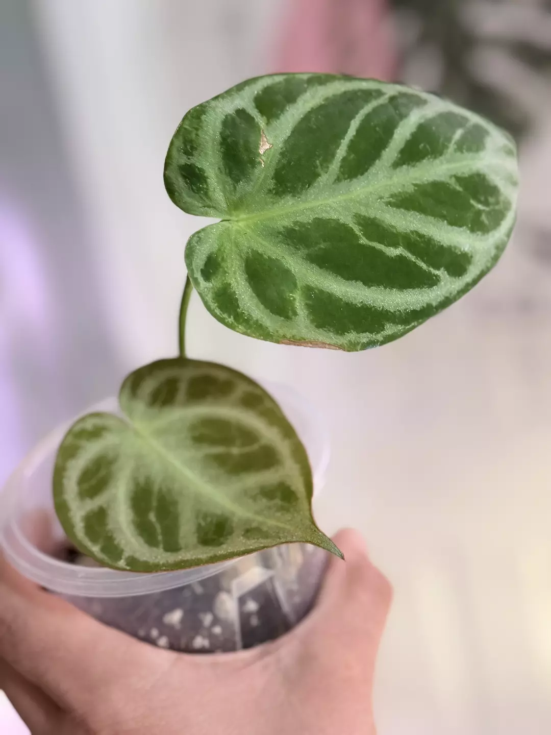 Anthurium KOS x silver blush X dorayaki silver thumbnail