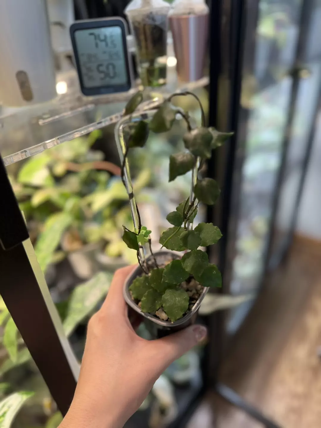 H. Kanyakumariana - all set up, growing and ready to go! thumbnail