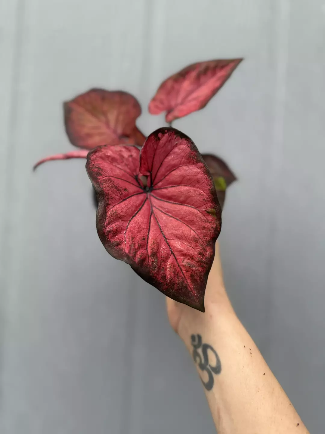 Thai Caladium Hybrid thumbnail