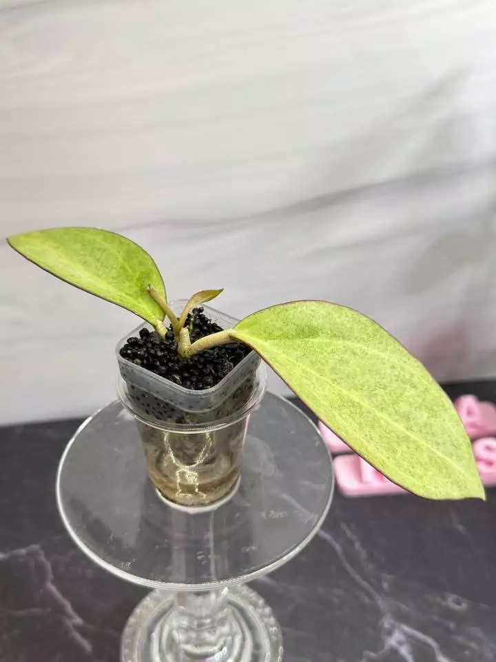 🪴 Hoya Patcharawalai Silver (Stable Clone)
✨Newly rooted cutting with new growth thumbnail