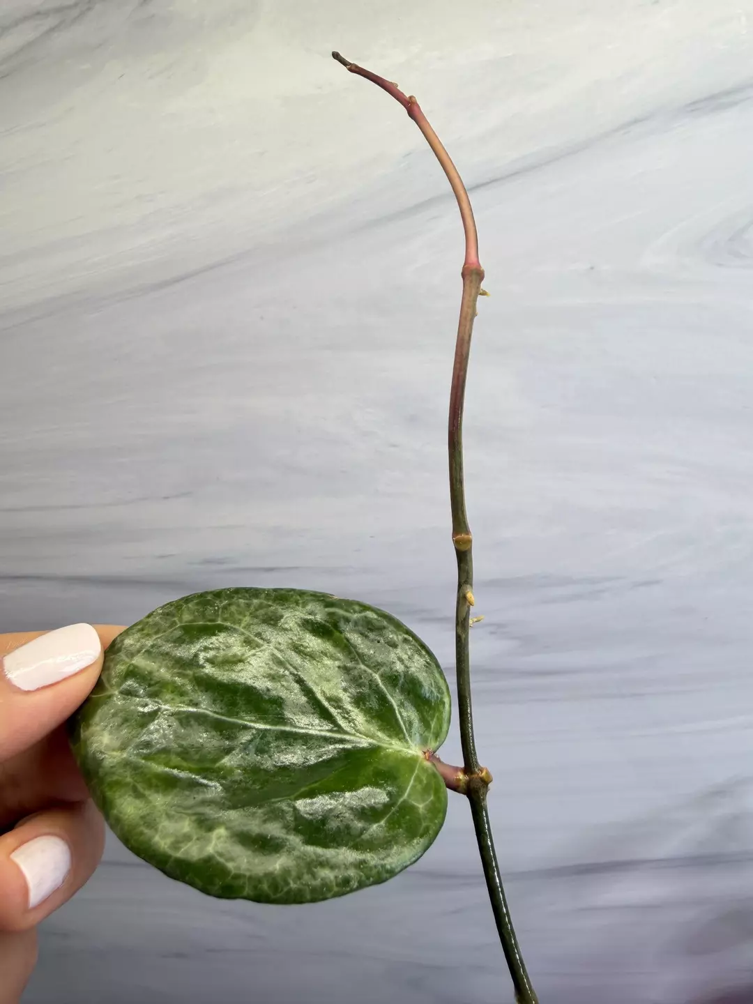 Hoya Candy top 6 node Cutting thumbnail