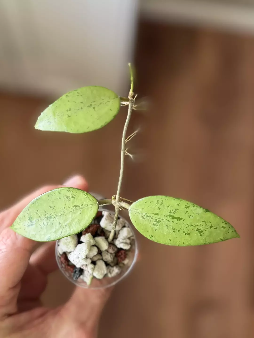 H. Snow Cui - new growth!! thumbnail