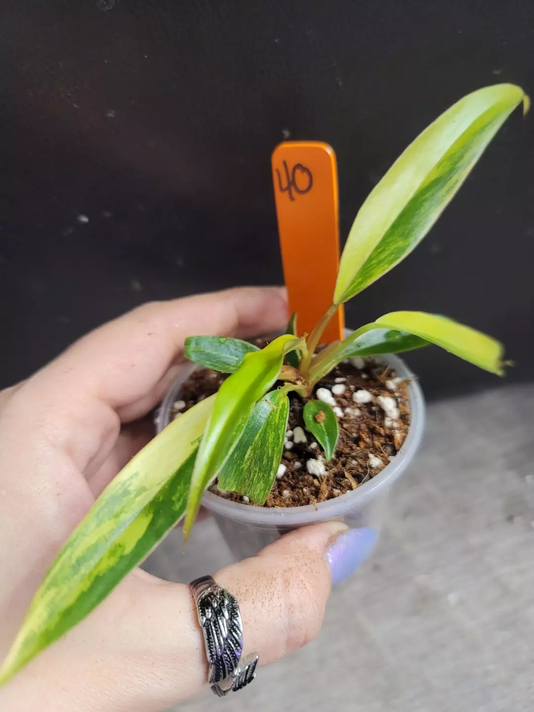 O40 Philo Caramel Marble thumbnail