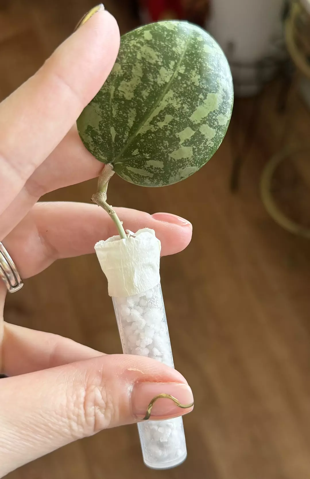 H. Wibergiae Round Leaf (DMW-001-C) thumbnail