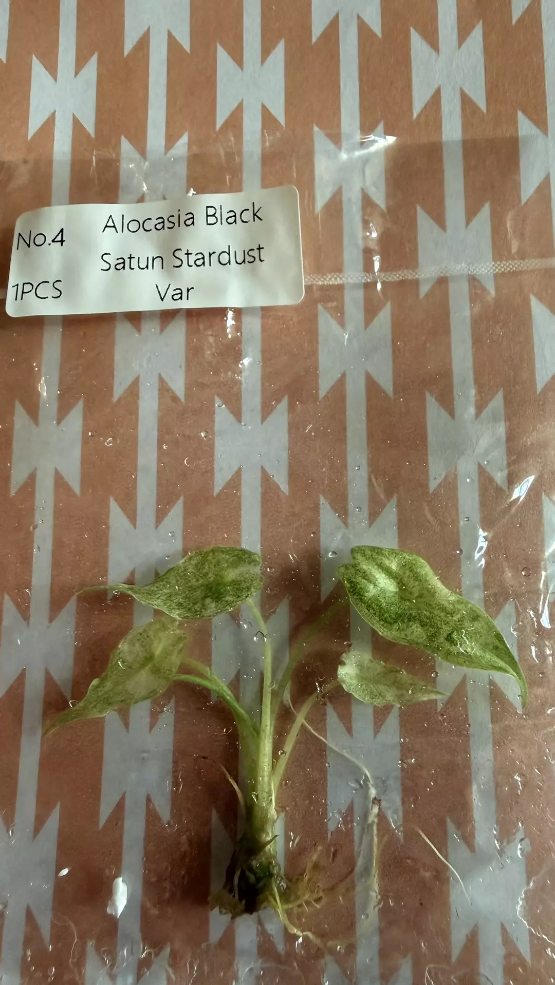 Alocasia Black Saturn stardust var thumbnail