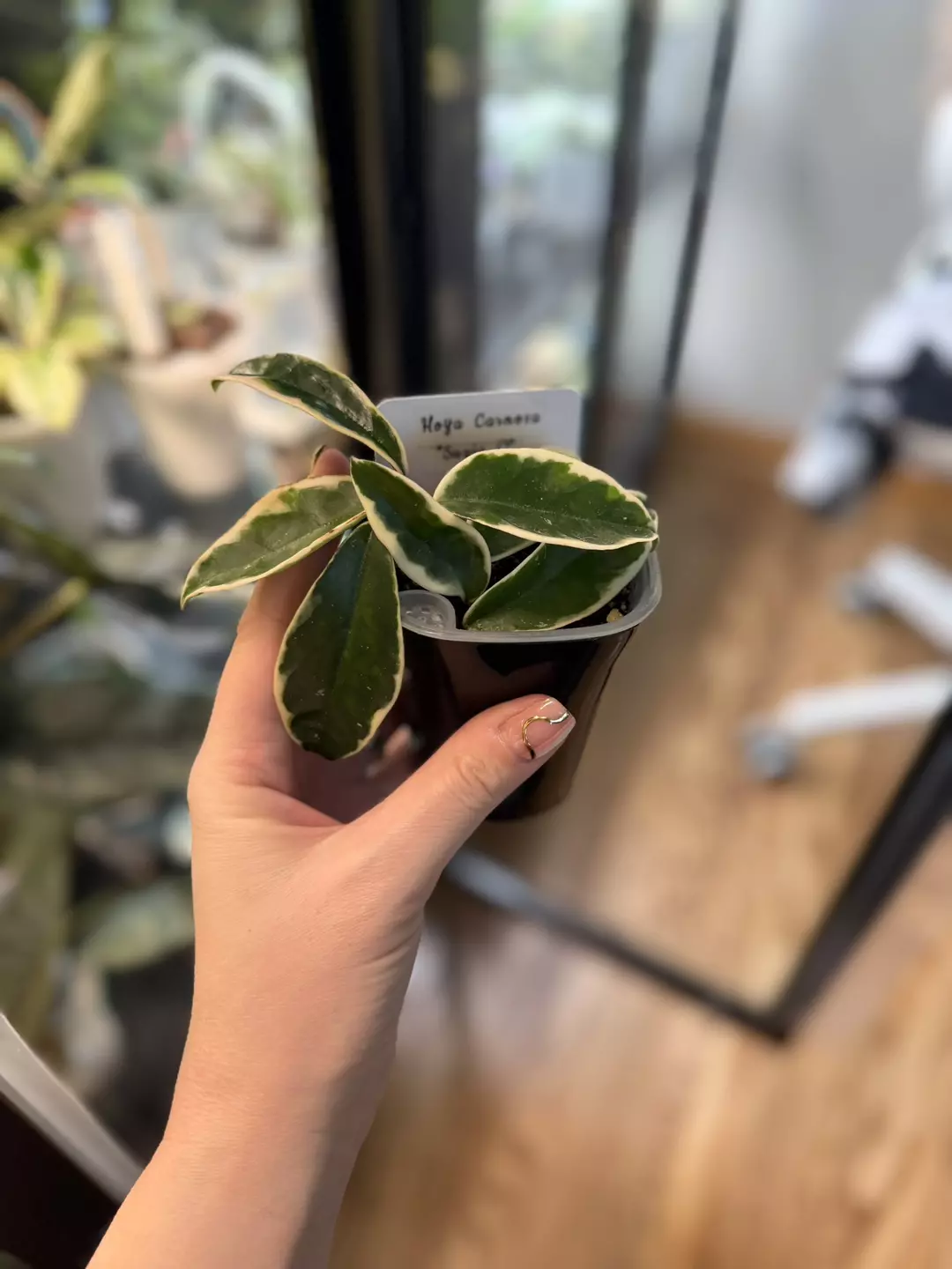 H. Carnosa ‘Suzie Q’ thumbnail