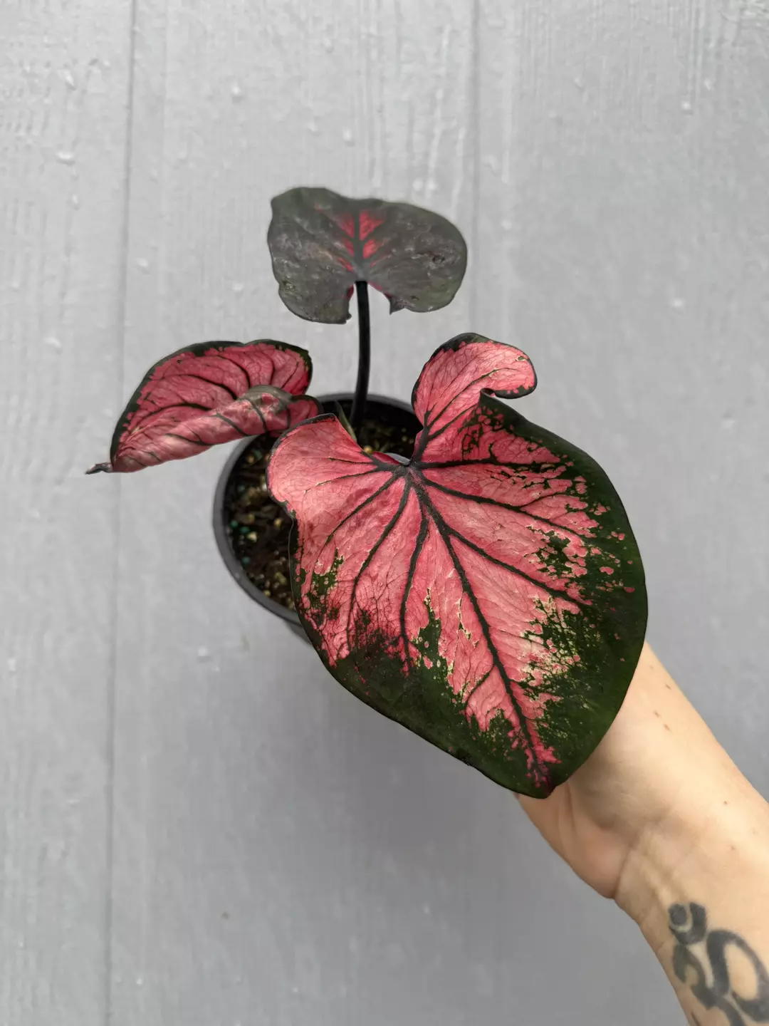 Thai Caladium Hybrid thumbnail