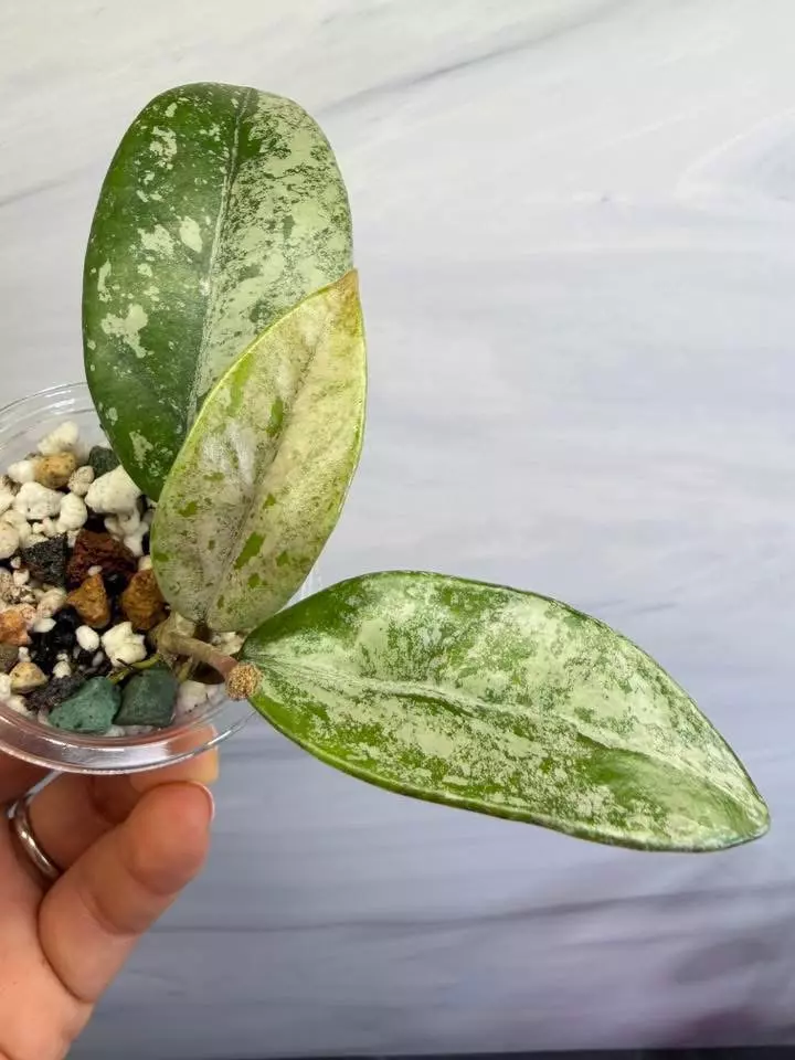 🪴Hoya Wilbur Graves China 
✨Newly rooted cutting with new growth and peduncle  thumbnail