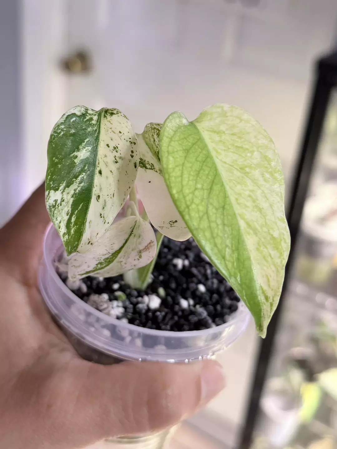 Monstera white monster exact plant thumbnail