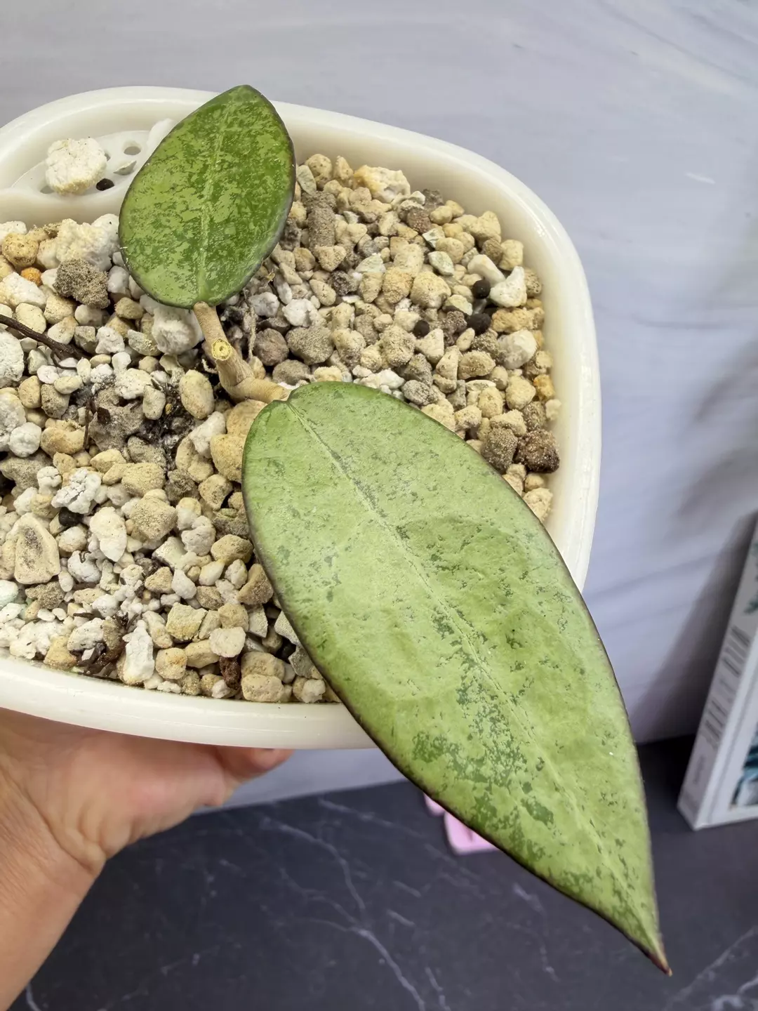 Hoya Black Margin Silver Splash in 4 “ SWP thumbnail