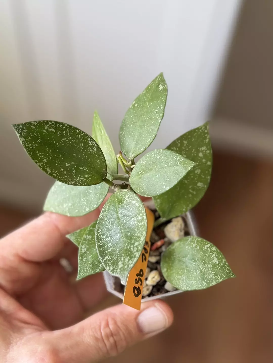 H. EPC958 - actively growing! Penduncle! thumbnail