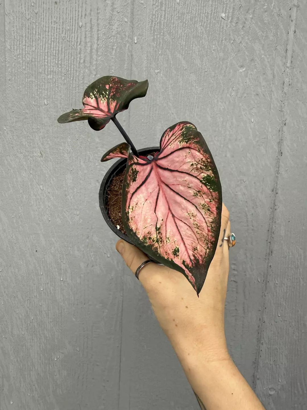 Thai Caladium Hybrid thumbnail