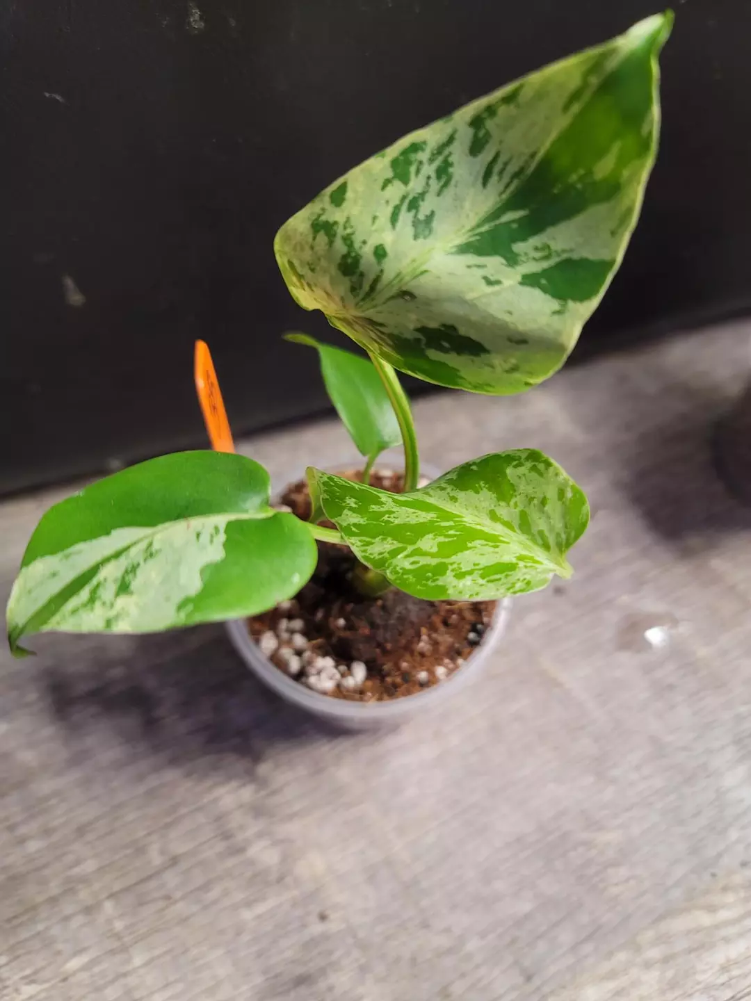 O38 Monstera Bulbasaur High Color thumbnail