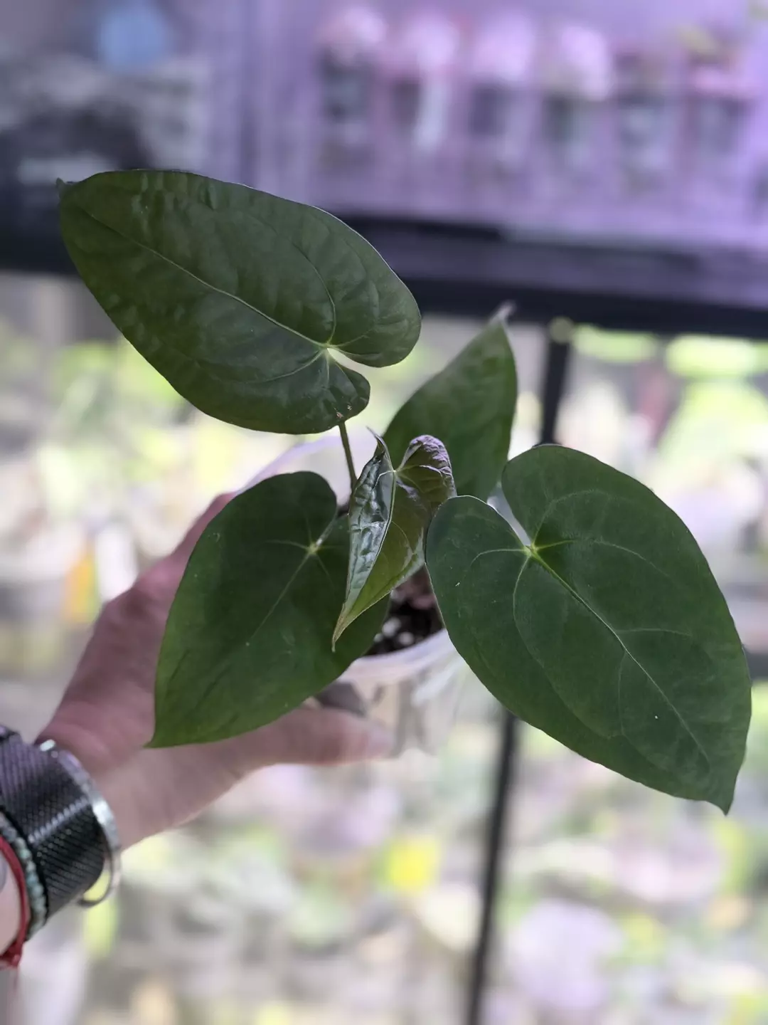 Anthurium Dark phoenix thumbnail