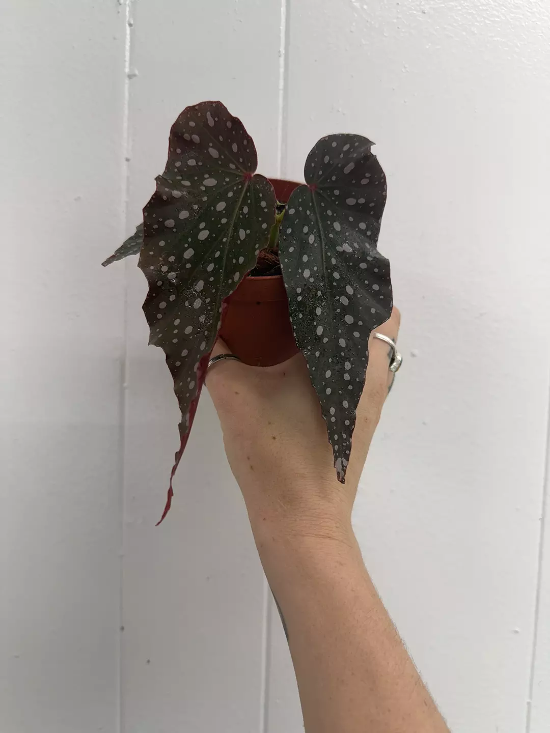 Angel Wing Begonia ‘Peace’ thumbnail