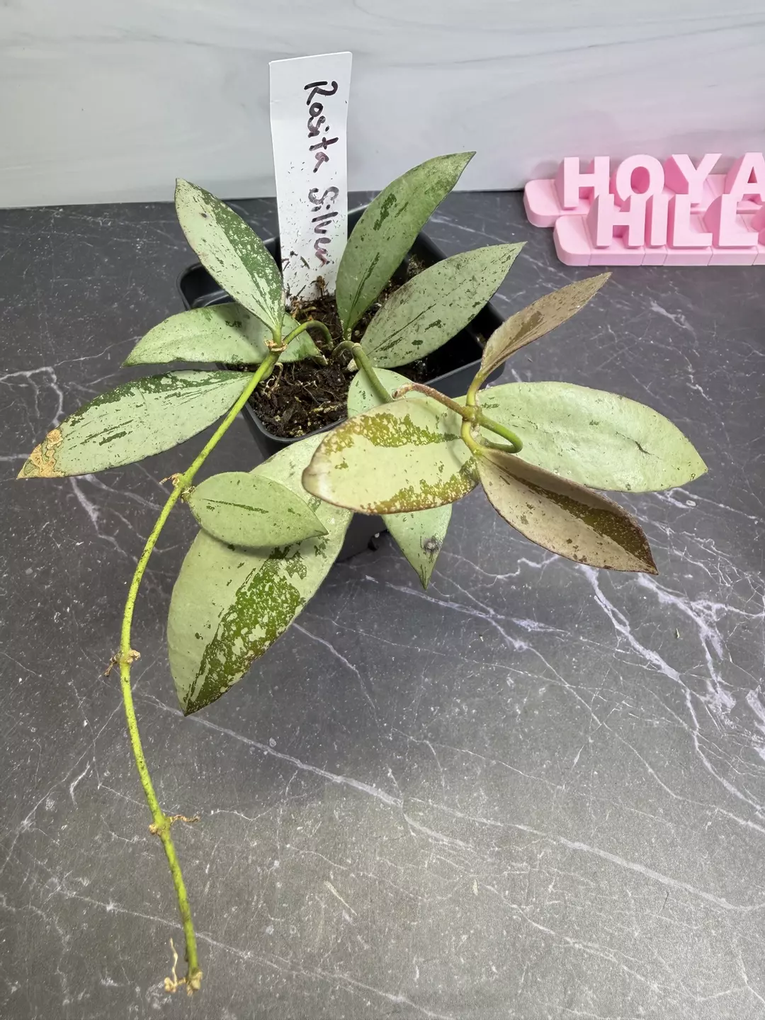 Hoya Rosita Silver thumbnail