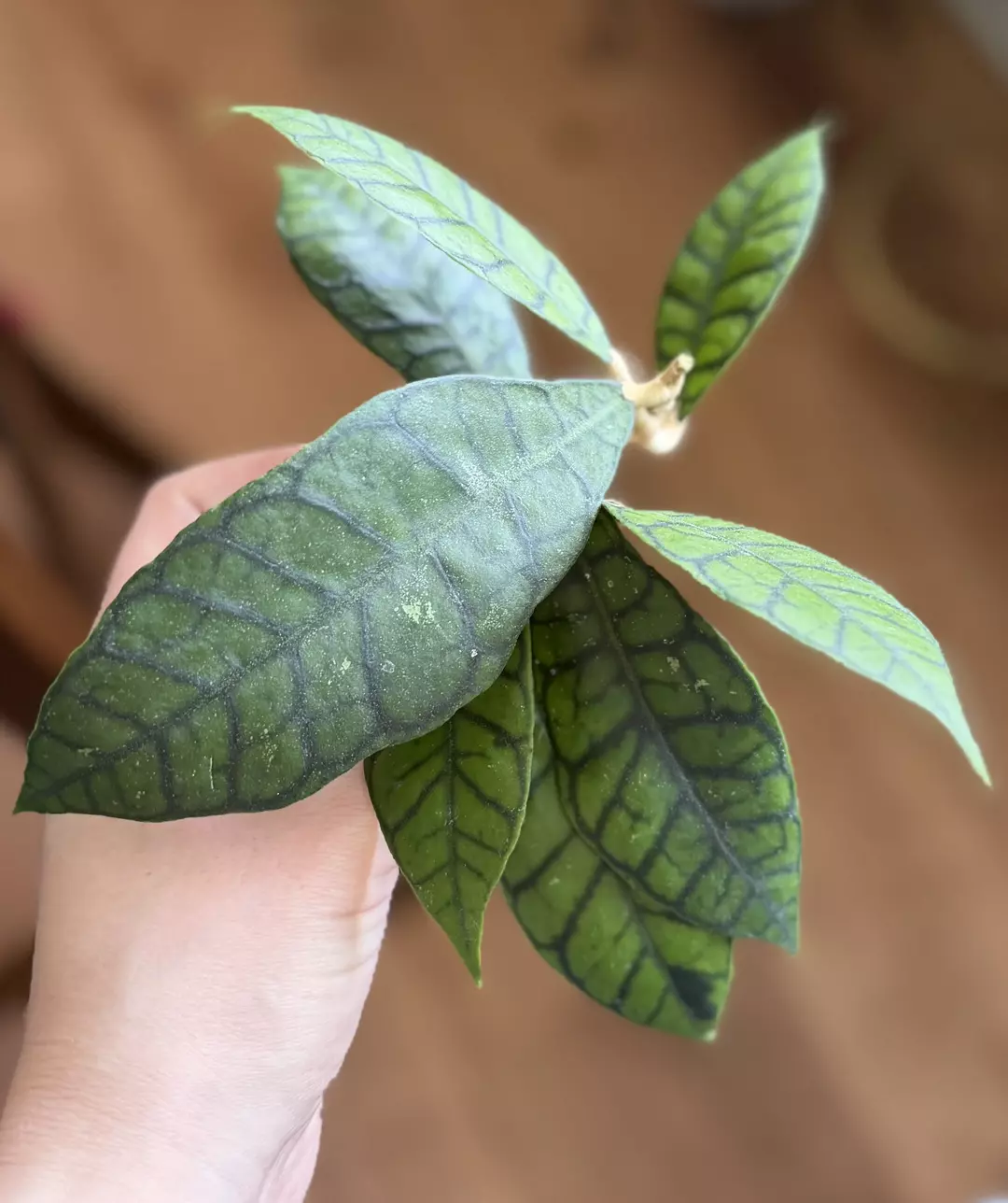 H. Callistophyla ‘black cat’ - now rooting thumbnail