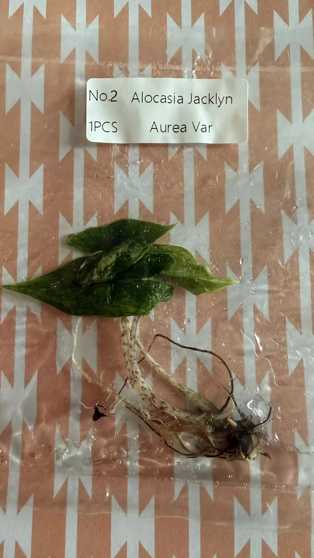 Alocasia Jacklyn aurea thumbnail