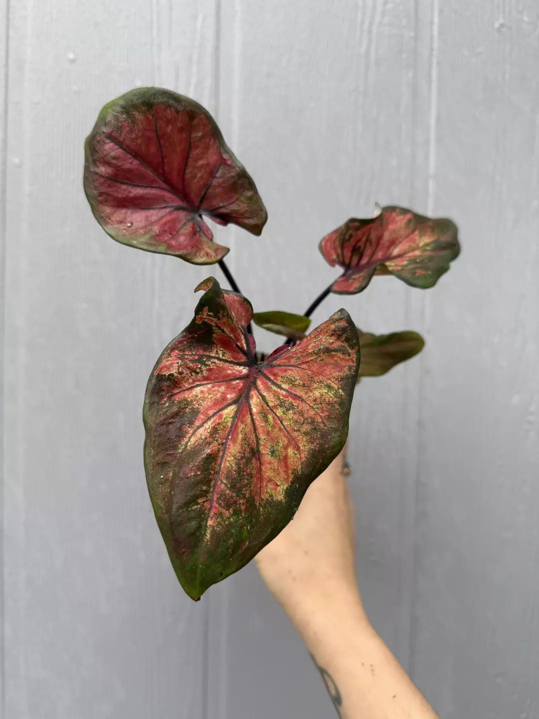 Thai Caladium Hybrid thumbnail