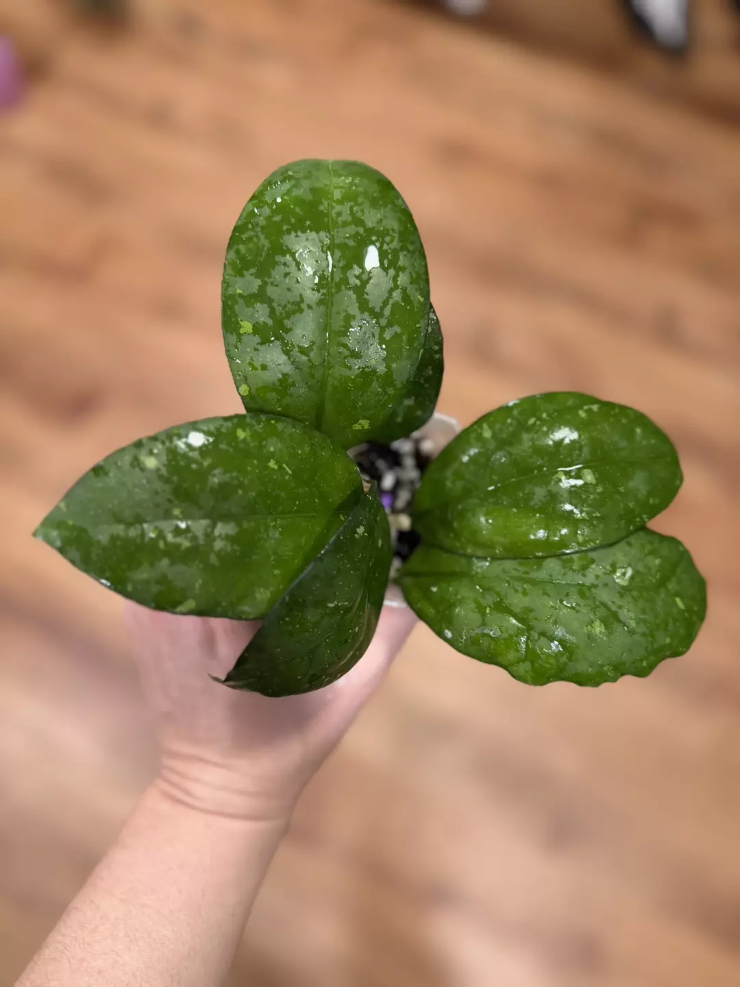 LOST TAG - Finlaysonii thumbnail