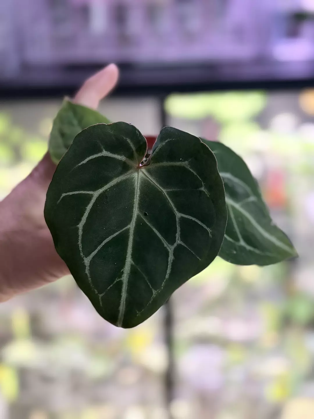 Anthurium (Red sinus x Crystal) X Carla thumbnail