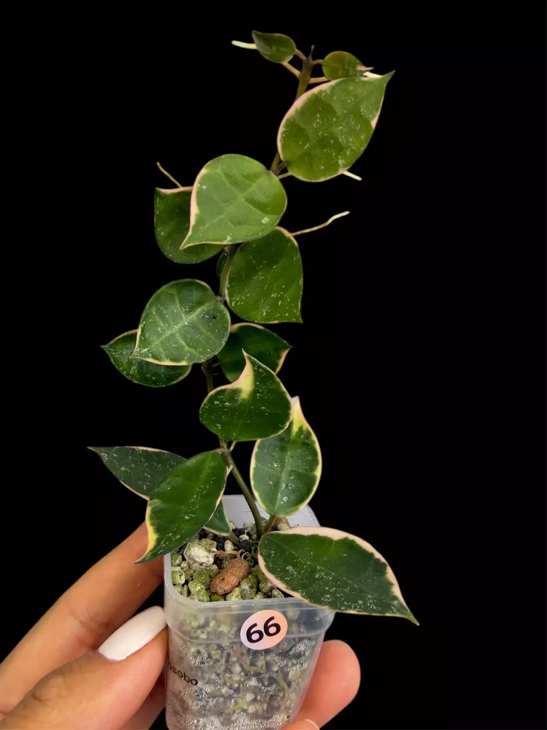 🪴Hoya Asami splash sp Wonosobo #66
✨Newly rooted cutting 
 thumbnail