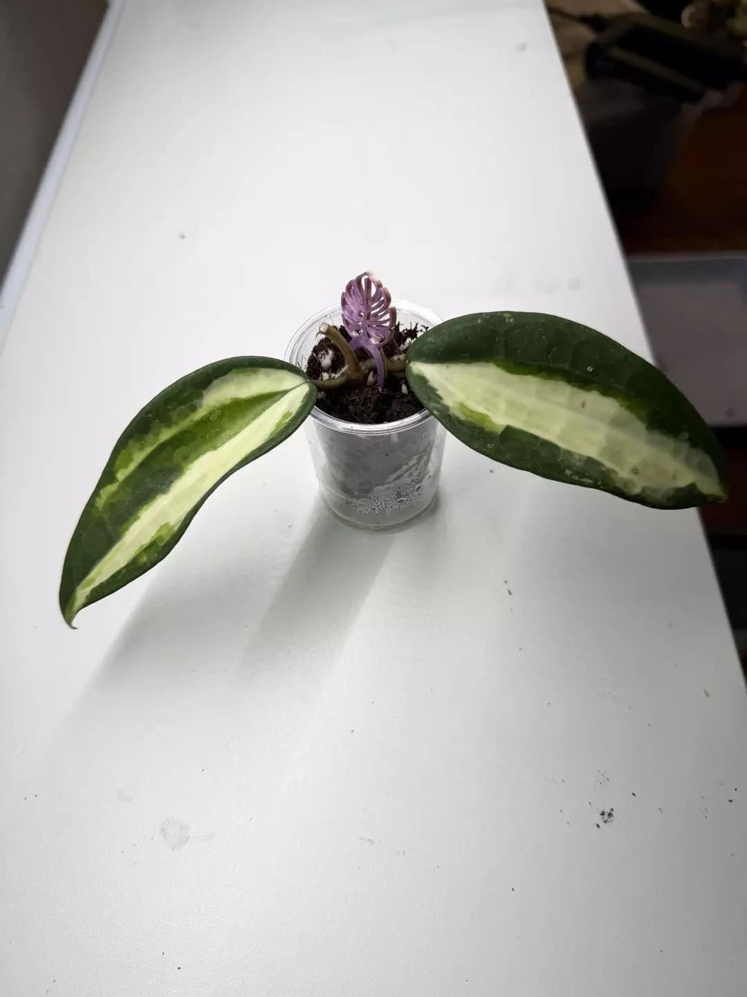 Latifolia Queensy thumbnail