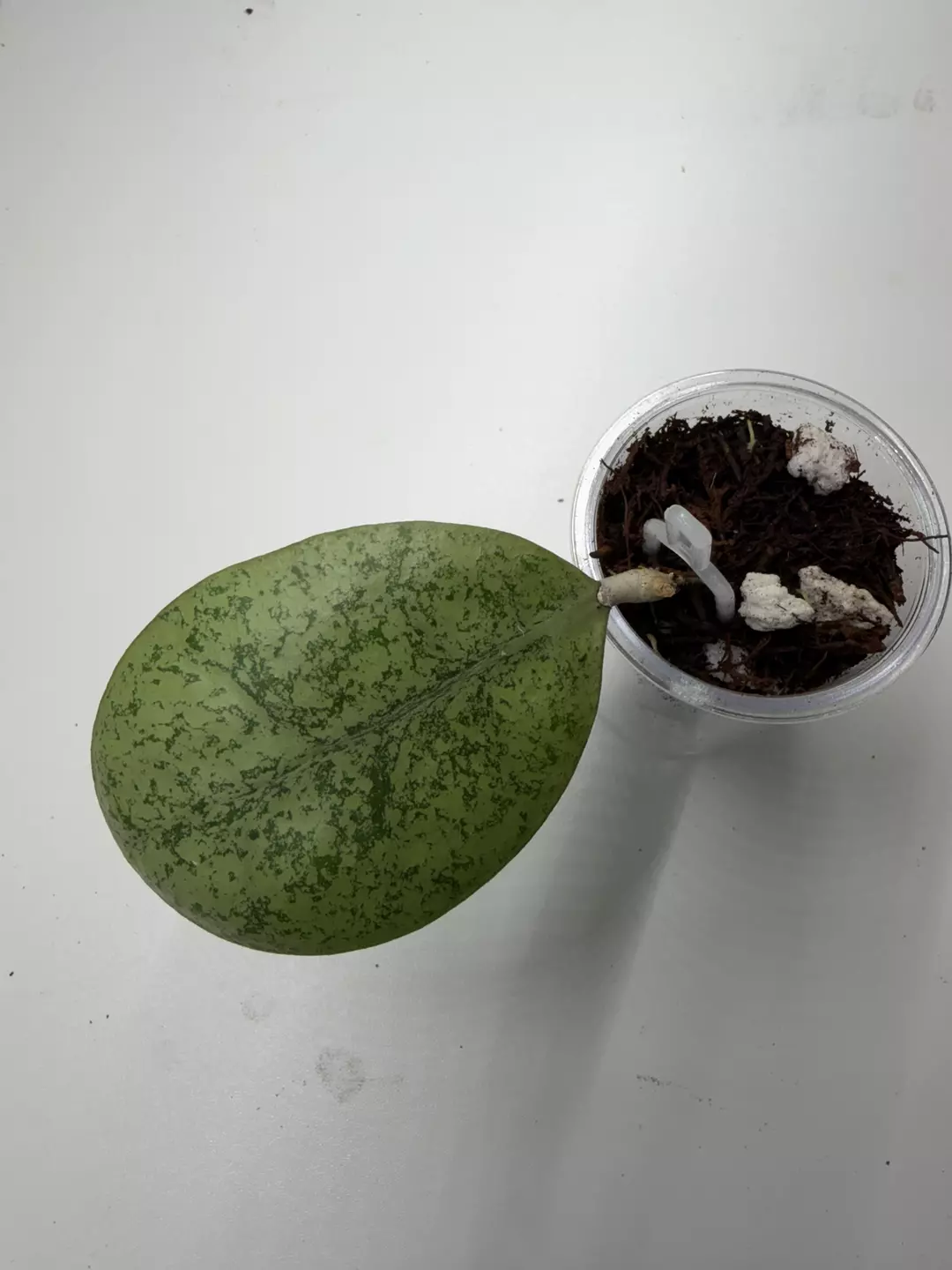 Hoya sp Kapuas Hulu  thumbnail