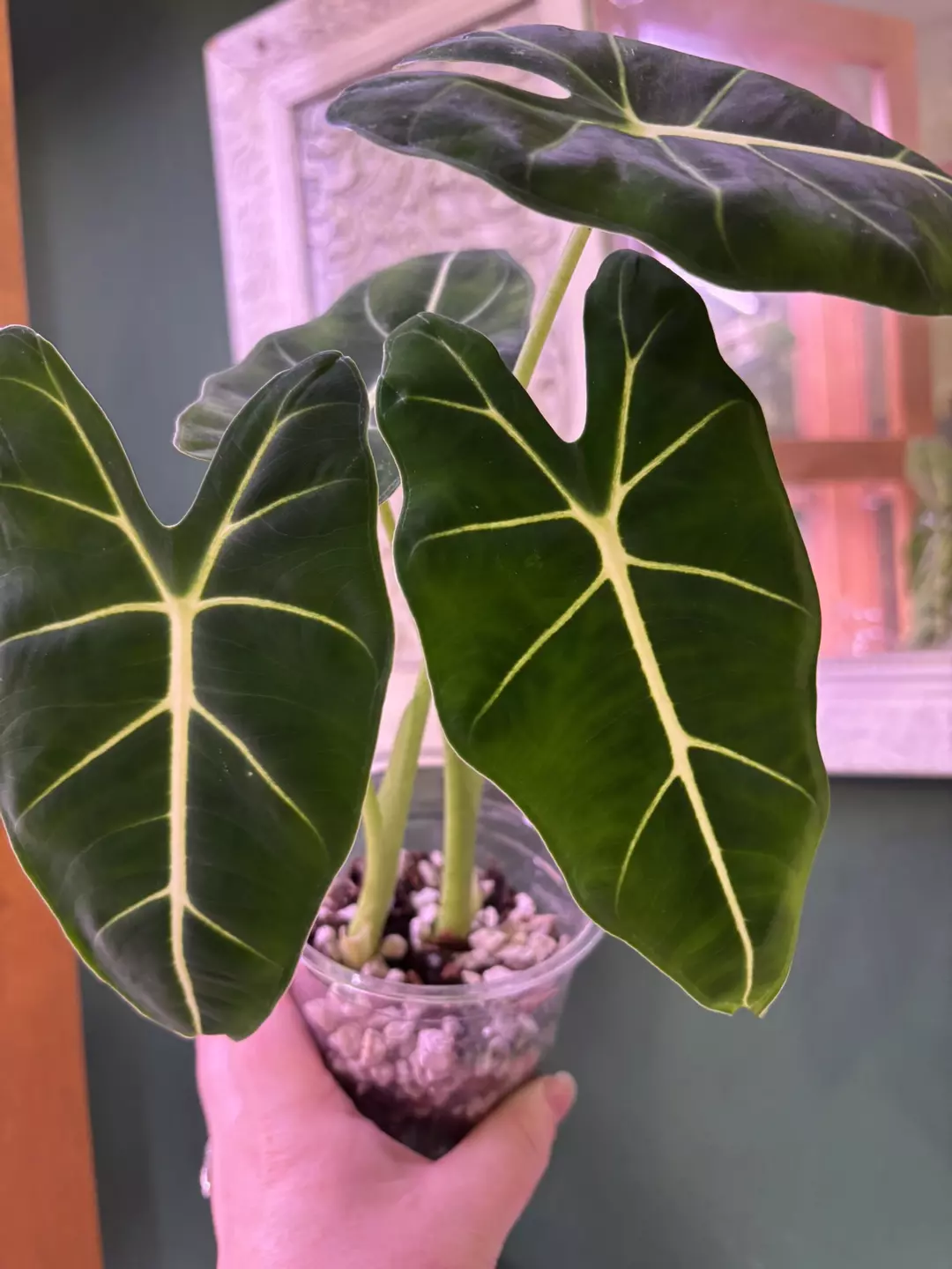 Alocasia frydek thumbnail