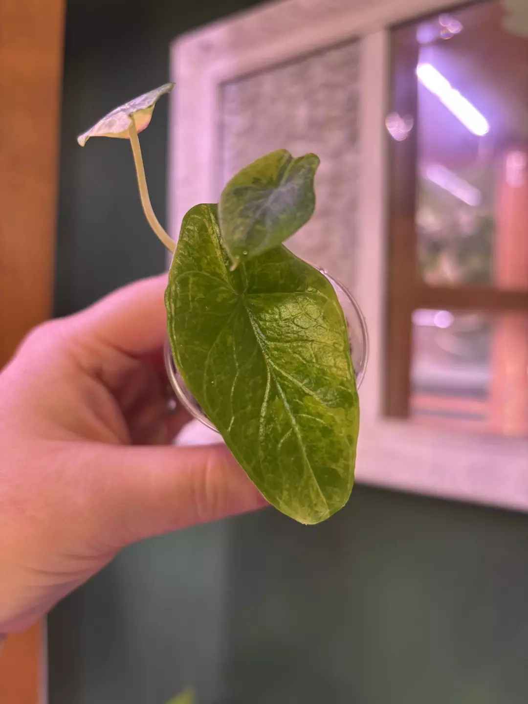 Alocasia Scalprum area thumbnail
