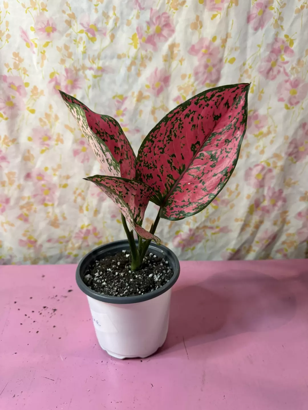 Aglaonema Dalmatian 4” thumbnail