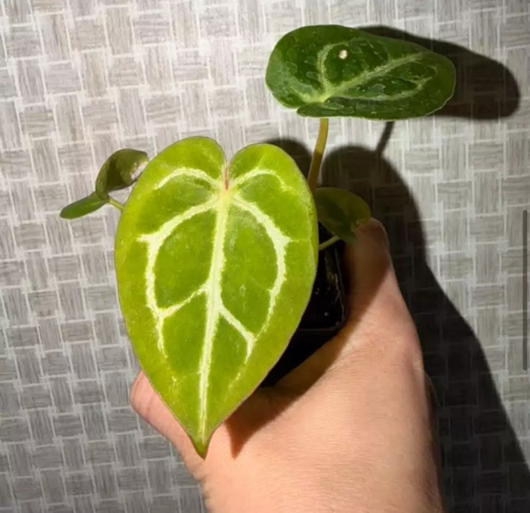 Noid Anthurium thumbnail
