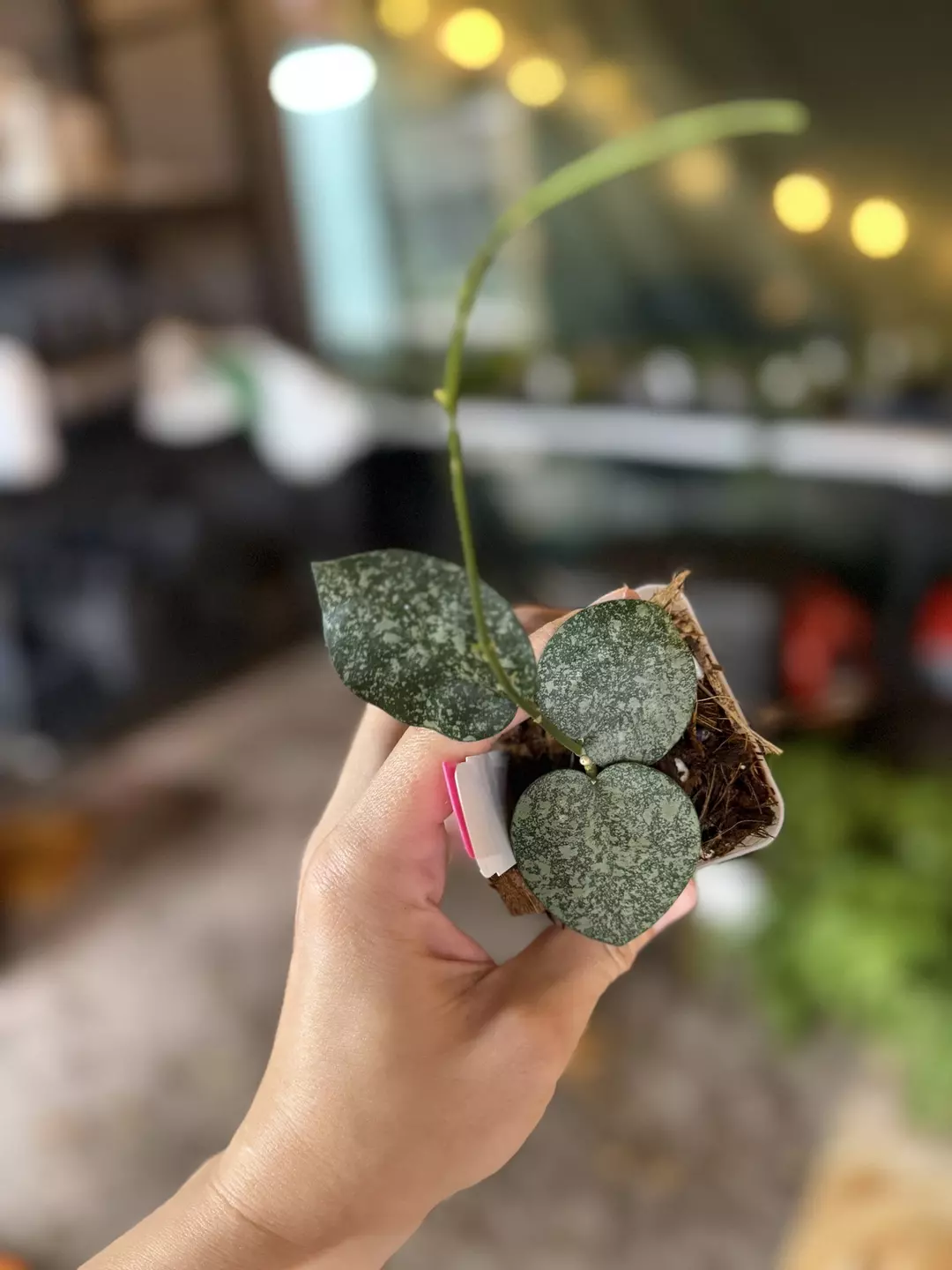 Hoya elliptica x Hoya imbricata (Silver) thumbnail