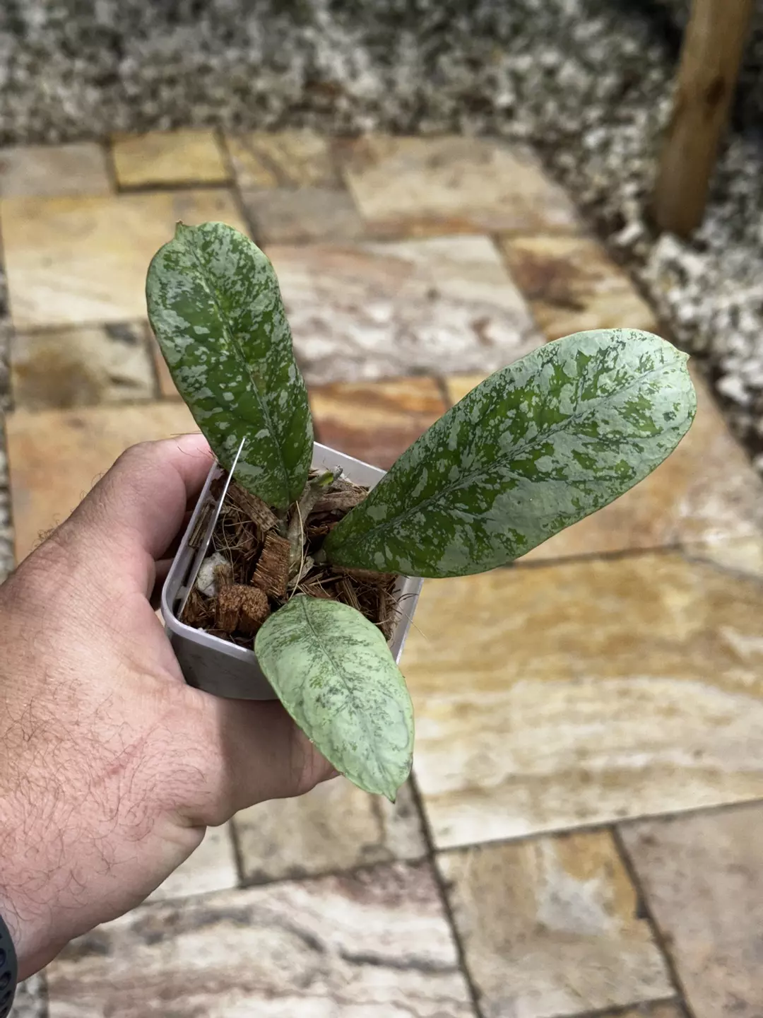 Hoya 'Lorelai' (Mutation from EPC-196) thumbnail