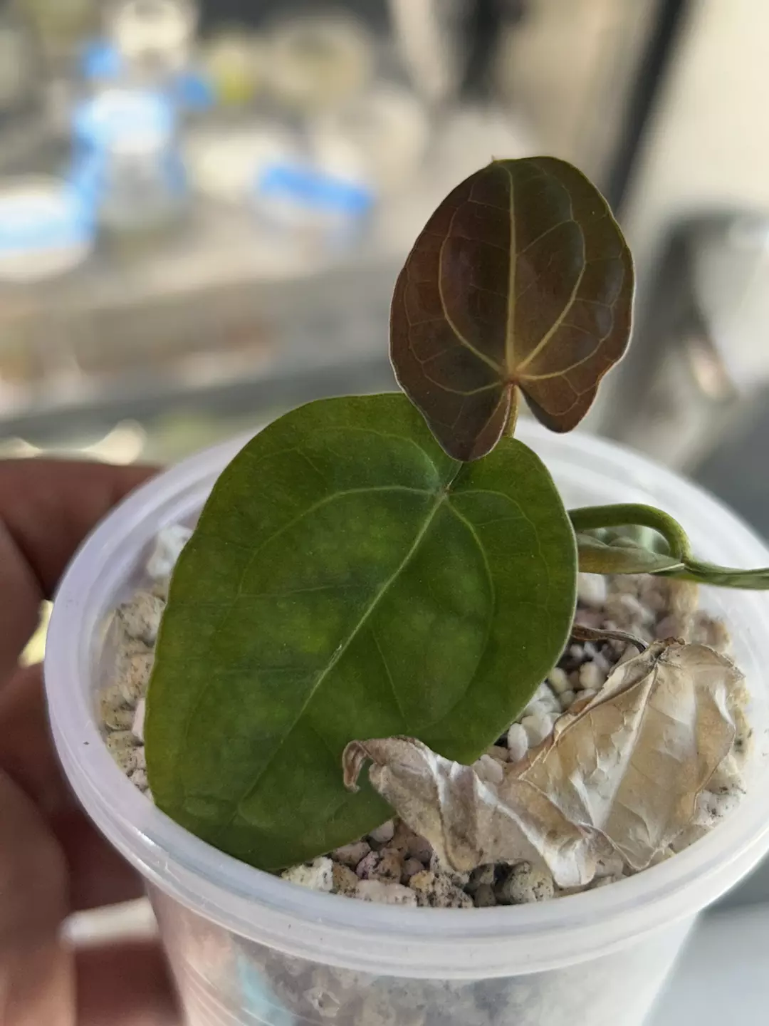 Anthurium Ace of Spades thumbnail