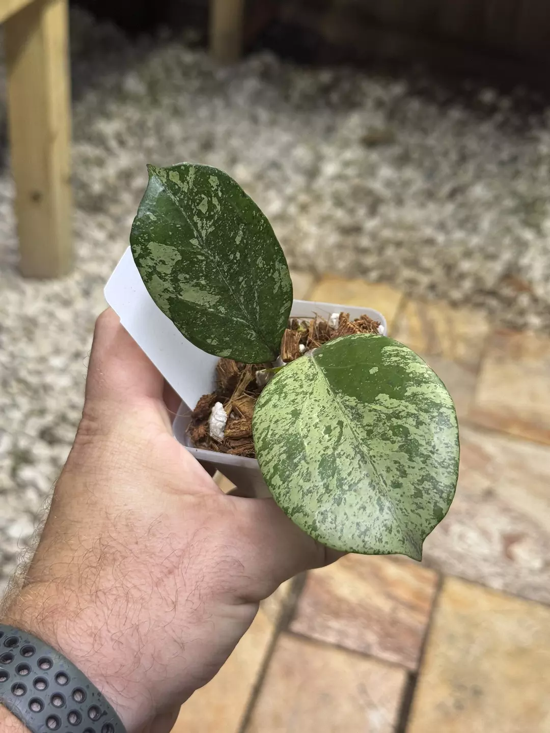 Hoya Michele silver thumbnail