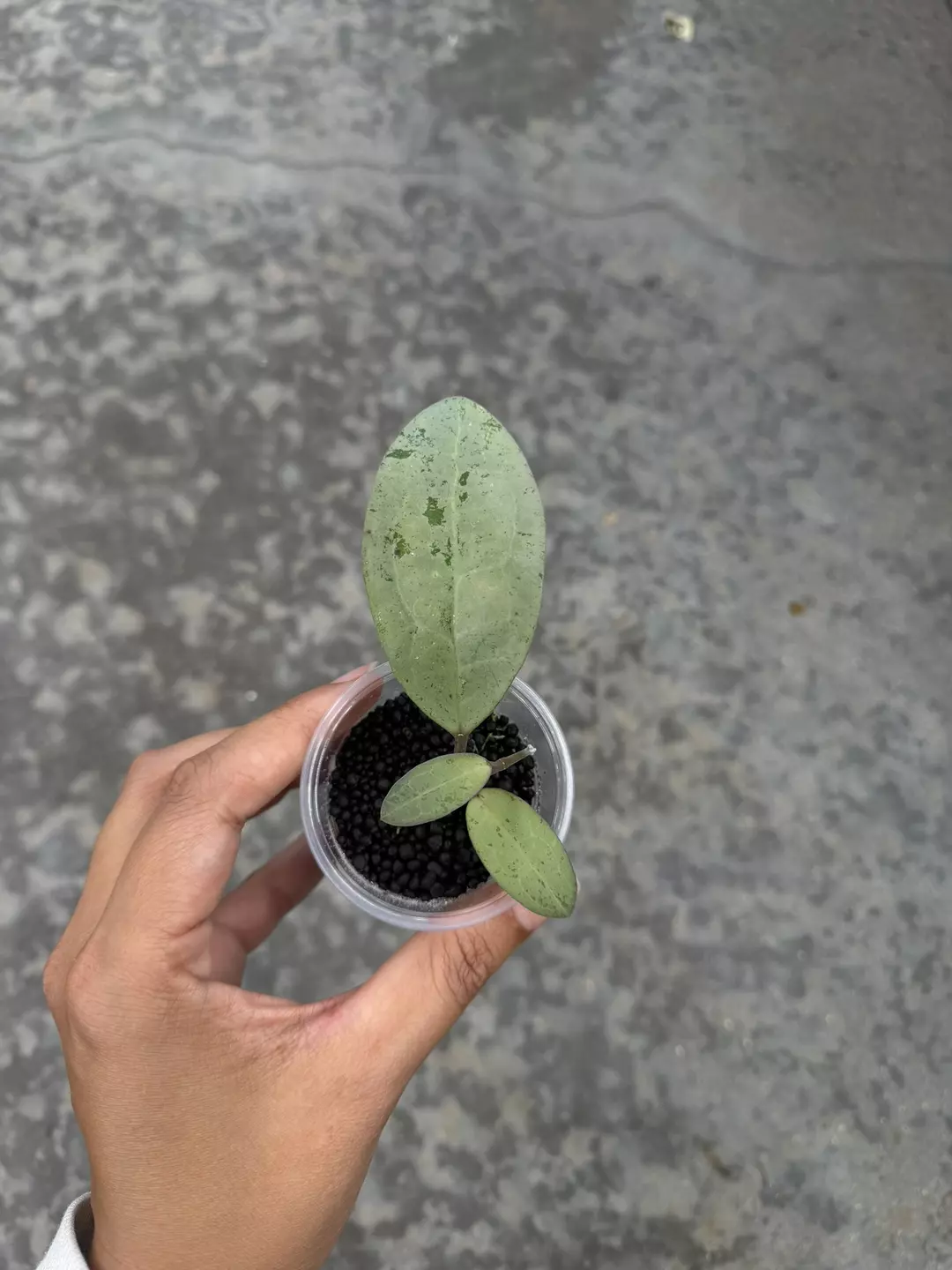 Eliptica silver, 2 nodes thumbnail