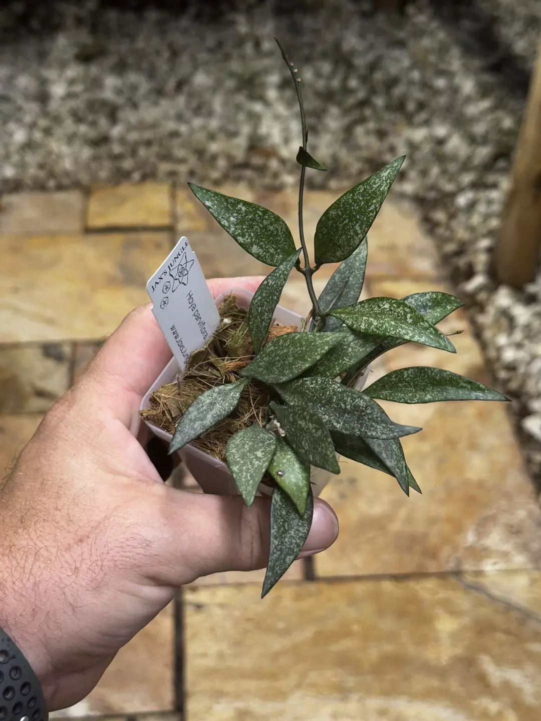 Hoya parviflora ‘Tala’ thumbnail