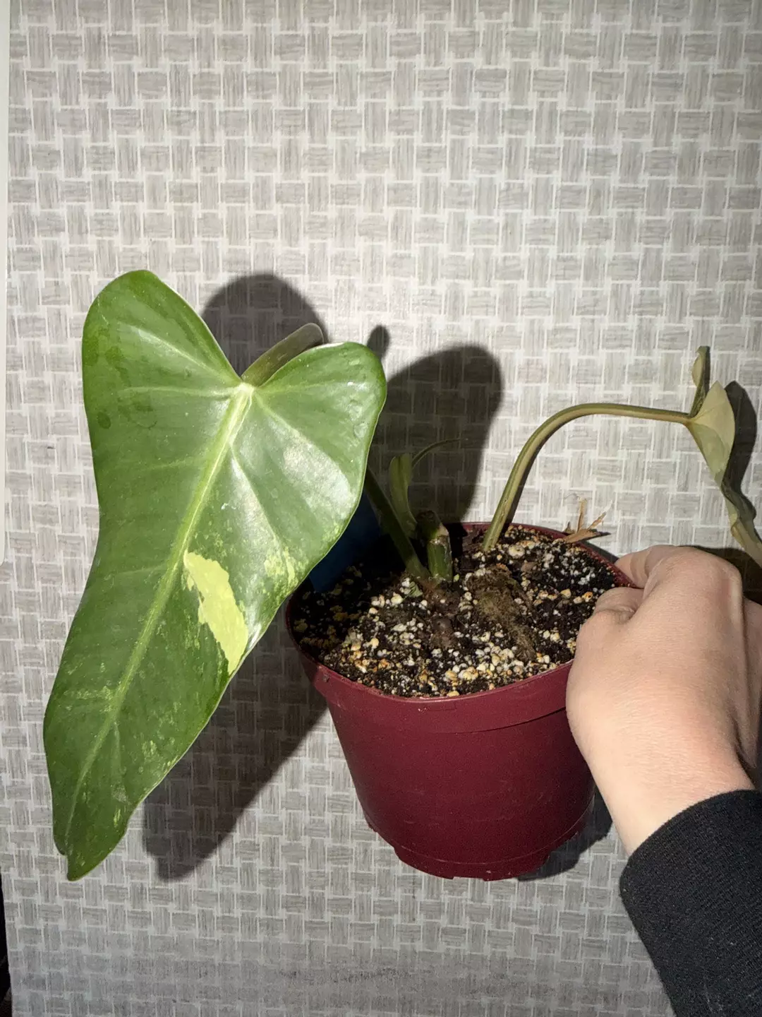 Variegated domesticum philodenron  thumbnail