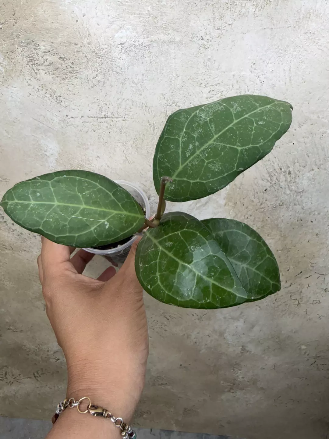 Verticillata Sp Lampung splash thumbnail