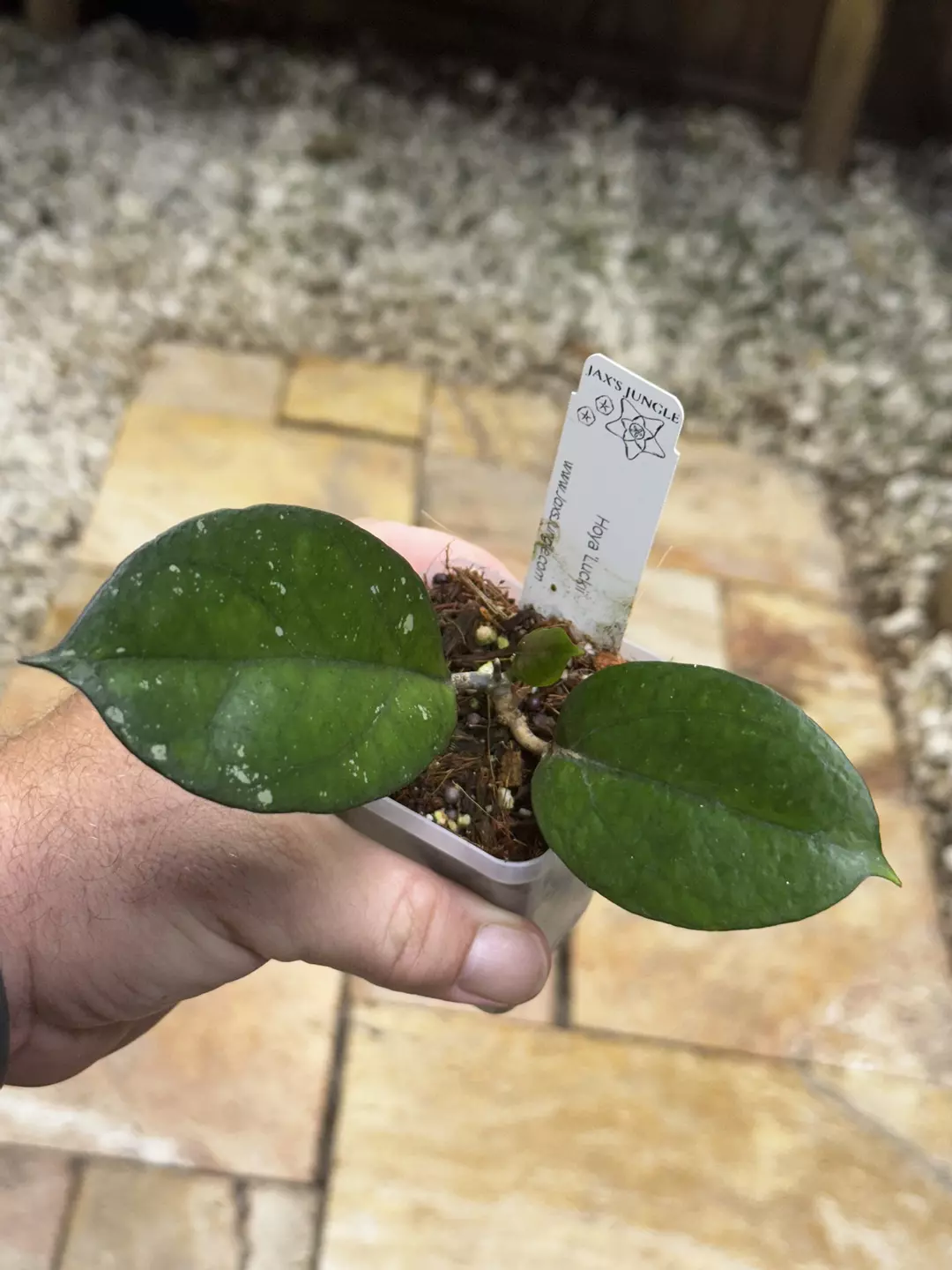Hoya Luckii thumbnail