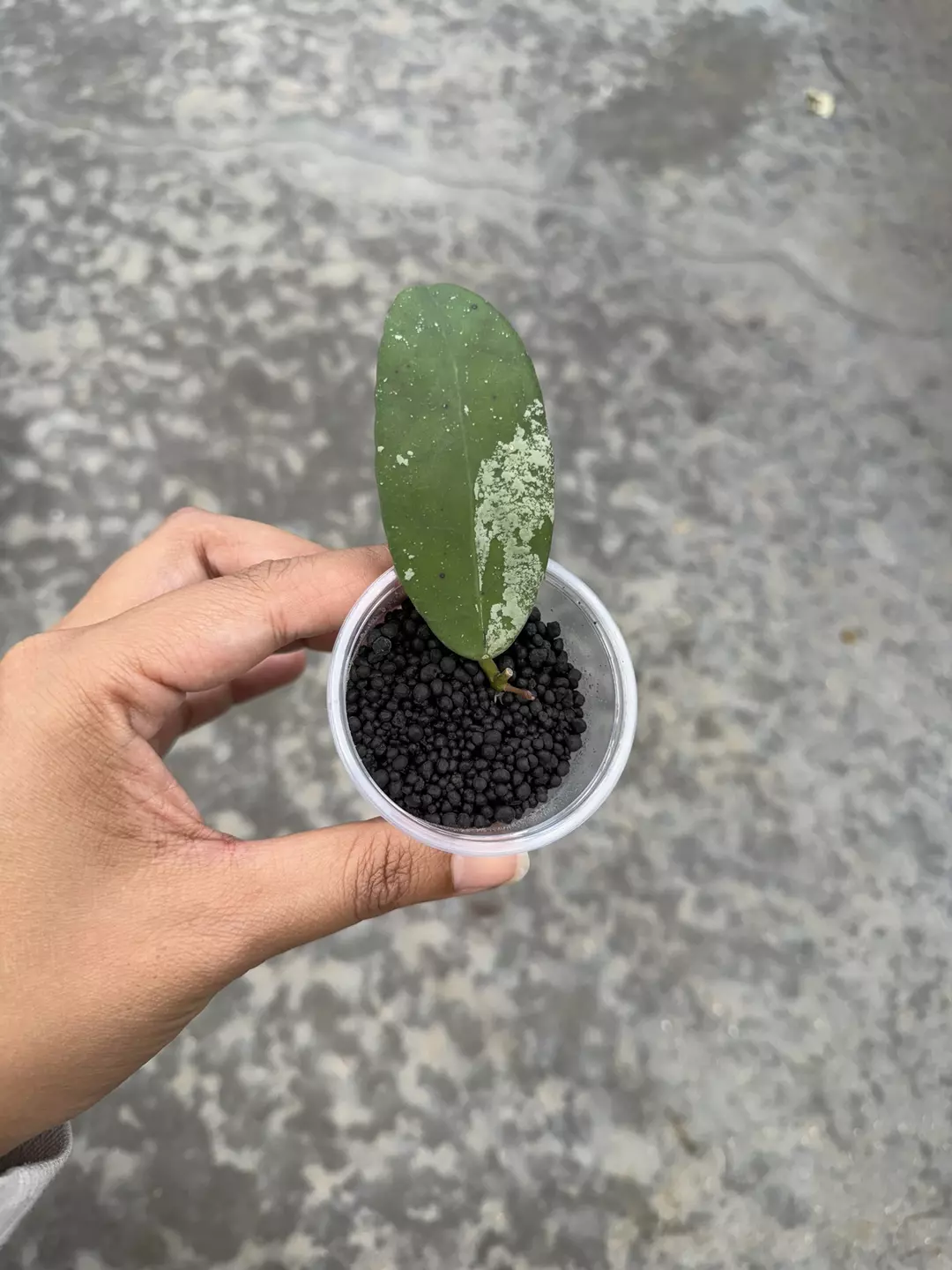 Scortechinii silver with new growth thumbnail