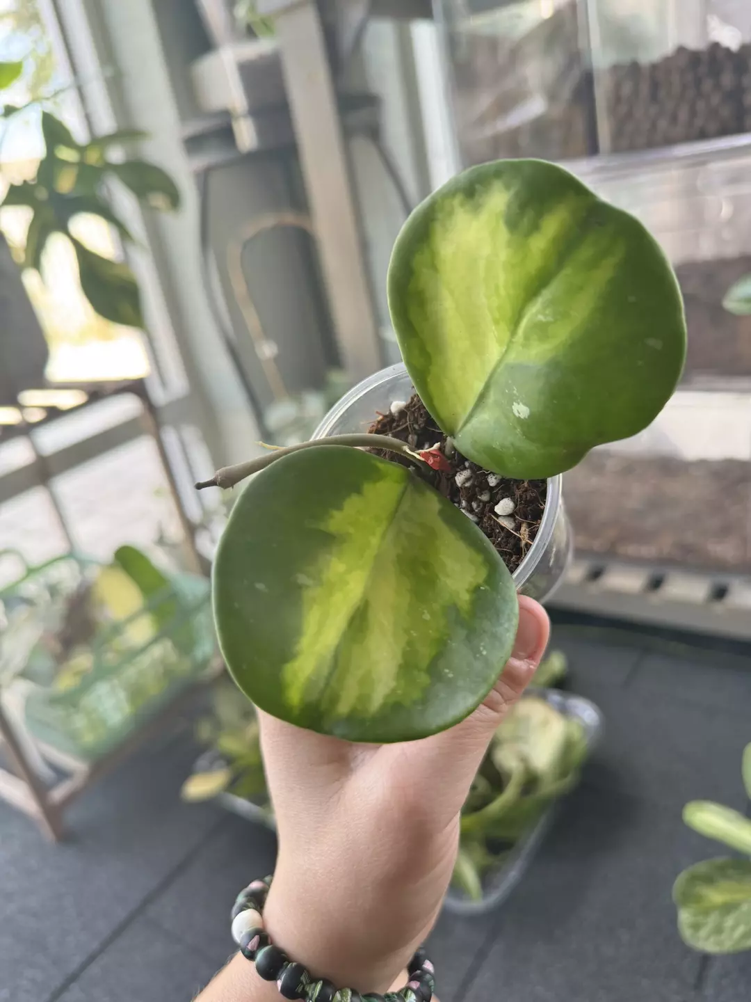 Hoya Obovata Inner Variegated thumbnail