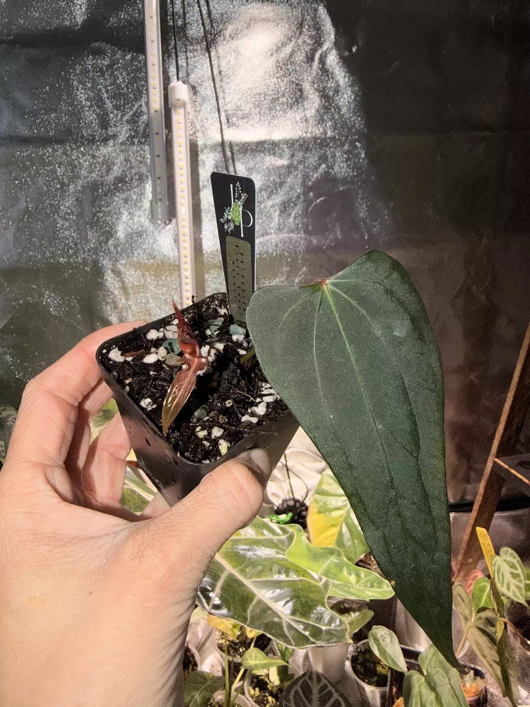 Black sweet mutant anthurium offset.  thumbnail