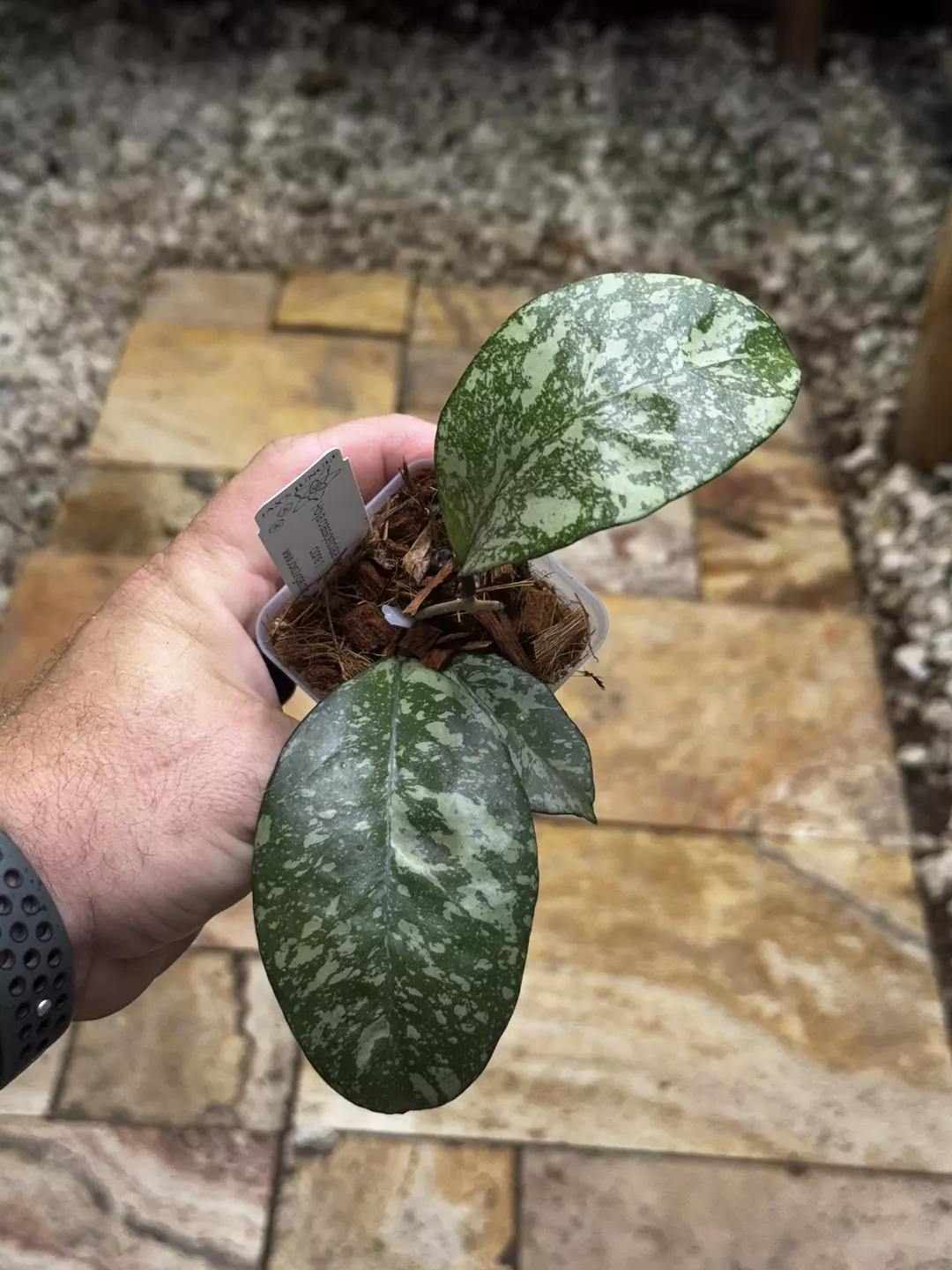 Hoya Crassipetiolata x Michele clone 1 thumbnail