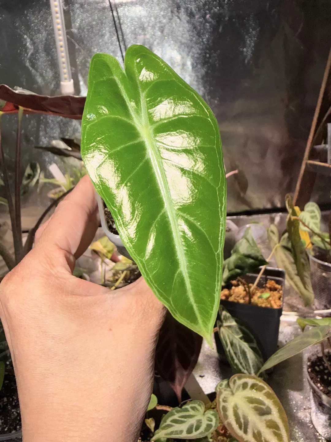 Longiloba thumbnail