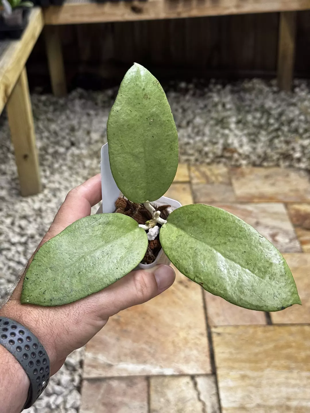 Hoya sp. trenggalek 'Menak Sopal' (Silver) thumbnail